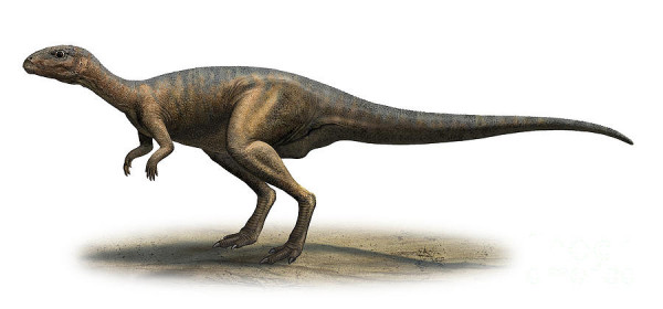 Vezi Principalele Specii De Dinozauri Descoperite Pe Teritoriul