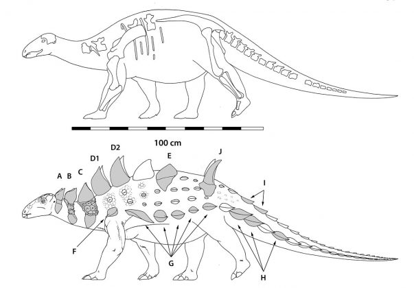 Struthiosaurus descoperă totul despre acest dinozaur cu armură