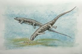 Paraplacodus