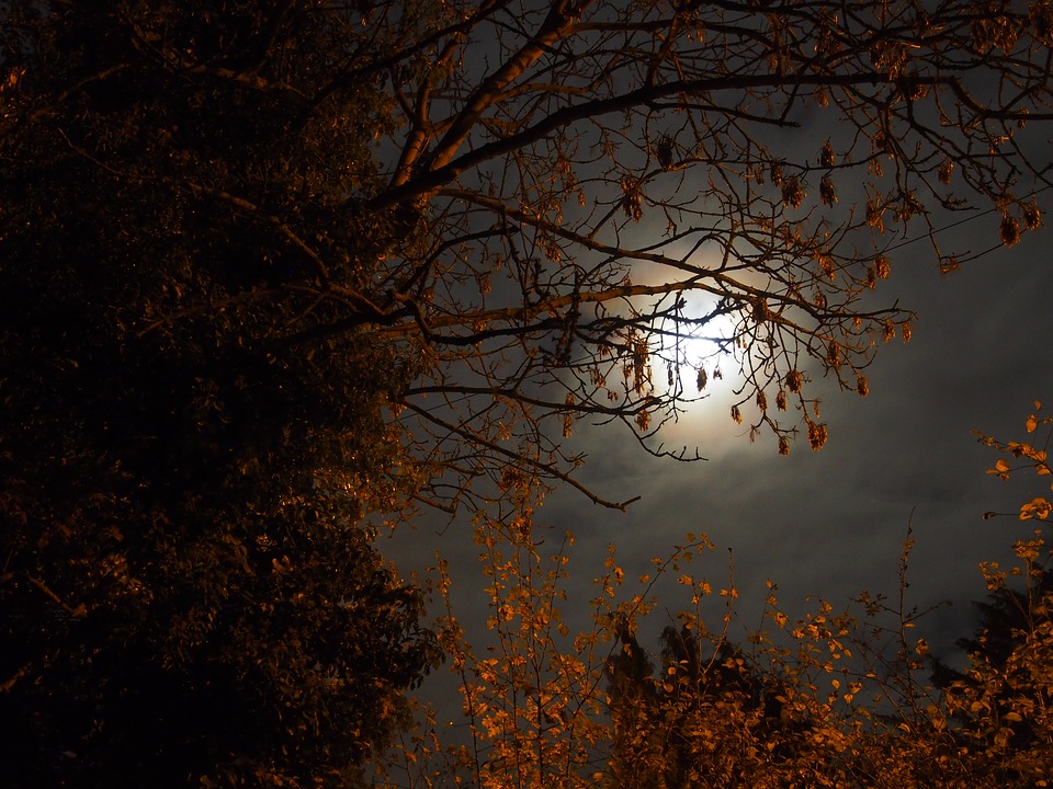 LUNA NOIEMBRIE Descoperă semnificația și originea