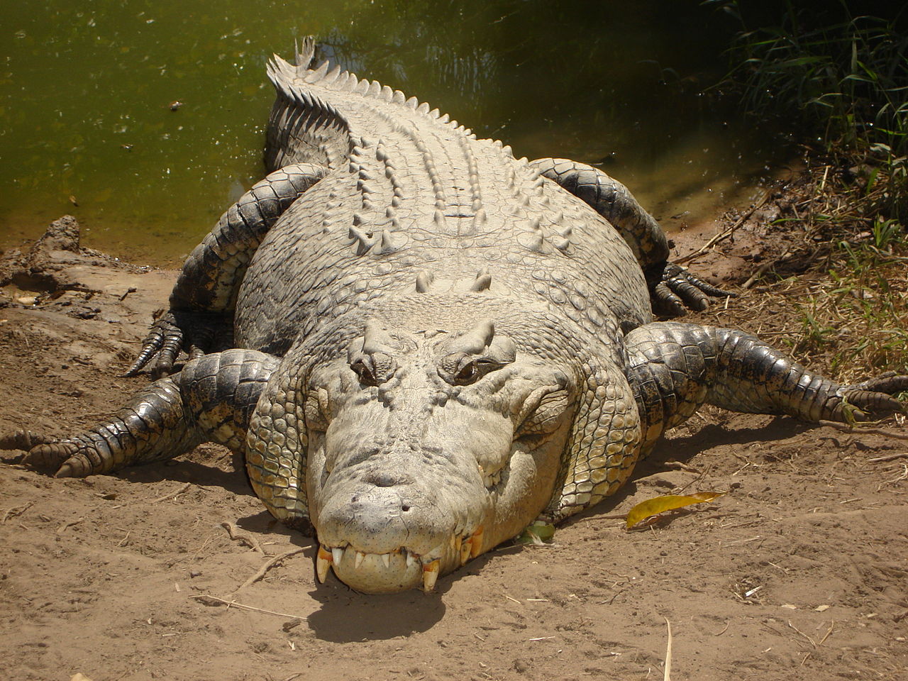 Crocodilul de apa sarata