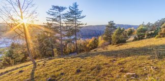 Elementele mediului si relatiile dintre ele Ecosistem