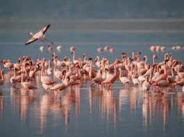 Flamingo - O pată de culoare în lumea păsărilor