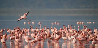Flamingo - O pată de culoare în lumea păsărilor