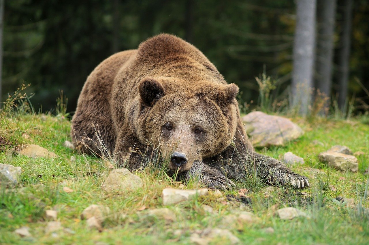 Stiati ca untura de urs va fortifica organismul, va salveaza de cancer si multe boli grave?