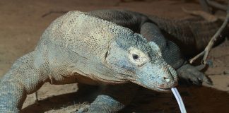 Varanul de Komodo, dragonul zilelor noastre
