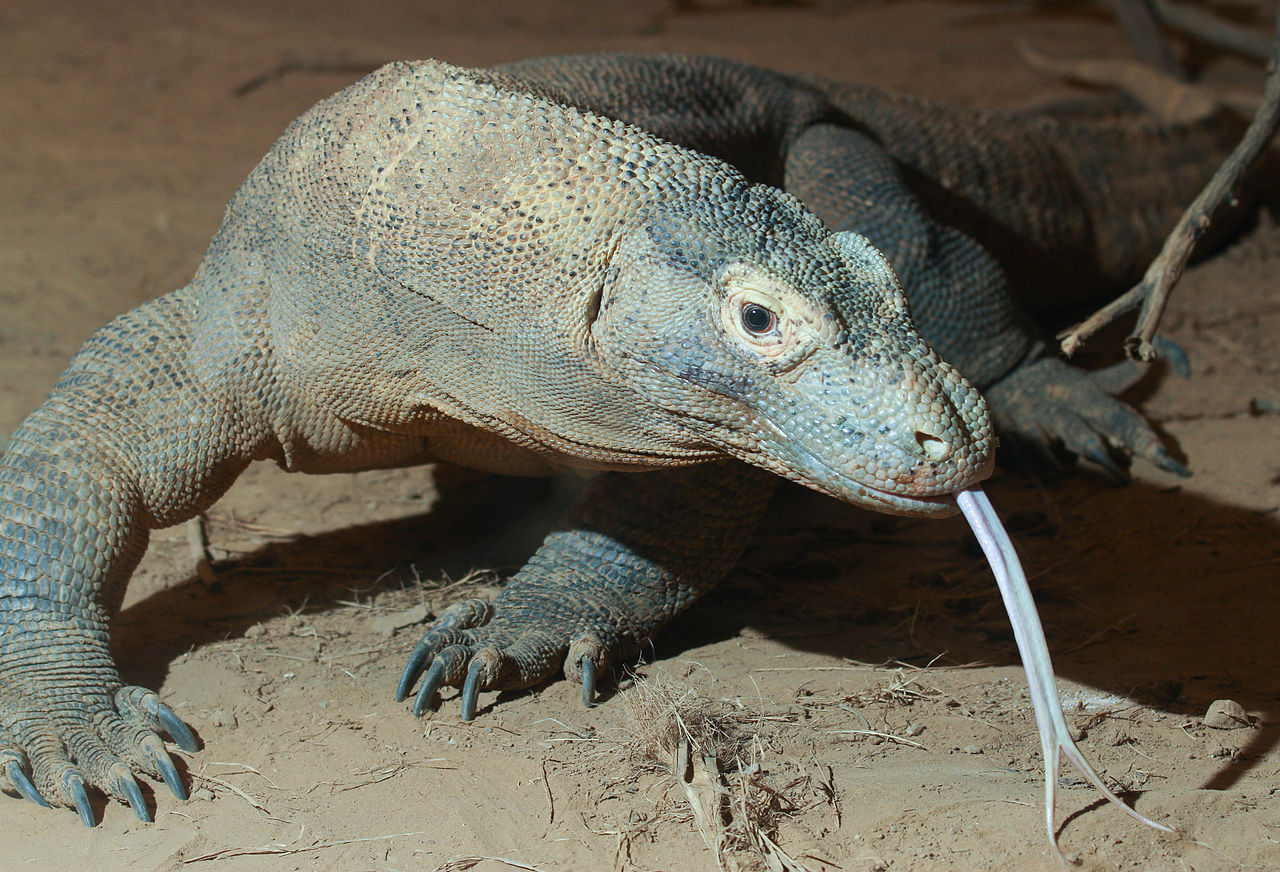 Varanul de Komodo, dragonul zilelor noastre