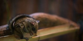 Veverița zburătoare de mărimea unei pisici