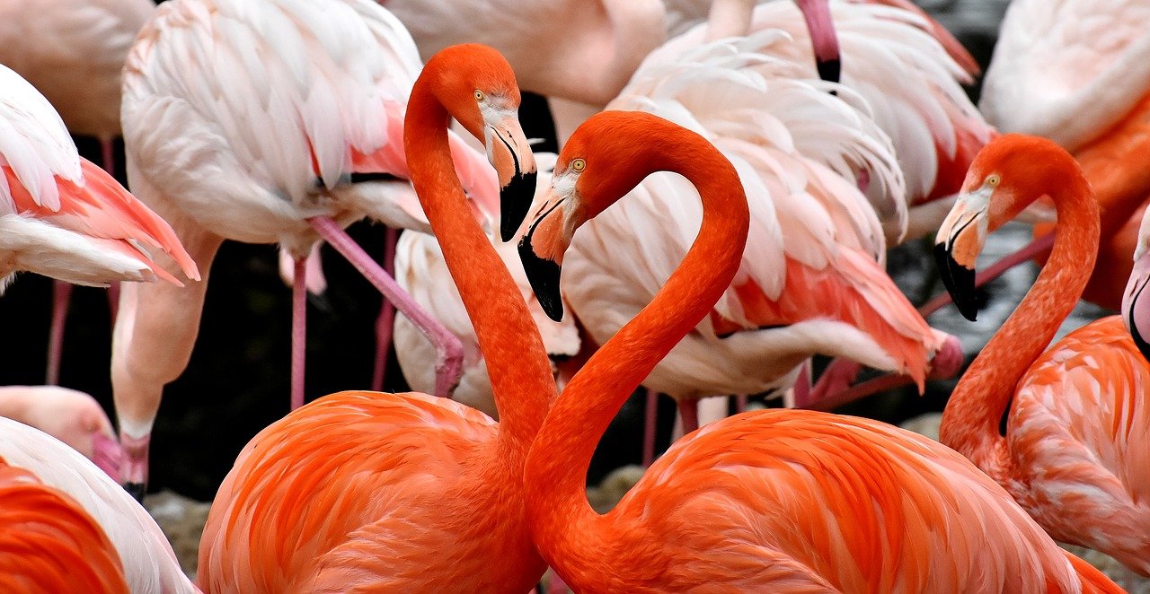 pasari flamingo