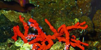 Ce este Aurul Rosu (Corallium rubrum)? Aurul Rosu