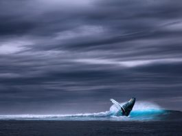 Balena albastră (Balaenoptera Musculus) sa