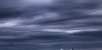 Balena albastră (Balaenoptera Musculus) sa