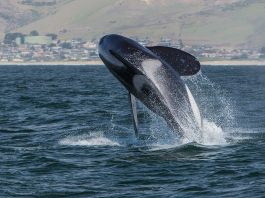 Balena ucigașă (Orcinus orca), un prădător marin feroce