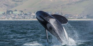 Balena ucigașă (Orcinus orca), un prădător marin feroce