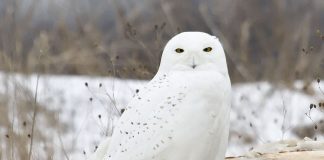 Bufnița polară, una dintre cele mai mari și agresive specii de păsări prădătoare