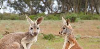 Cangurii, mamifere marsupiale, comunică prin ciocănit