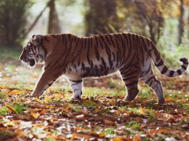 Cele mai frumoase animale sălbatice