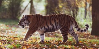 Cele mai frumoase animale sălbatice