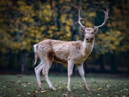 Cerbul, un mamifer rumegător din familia Cervidae