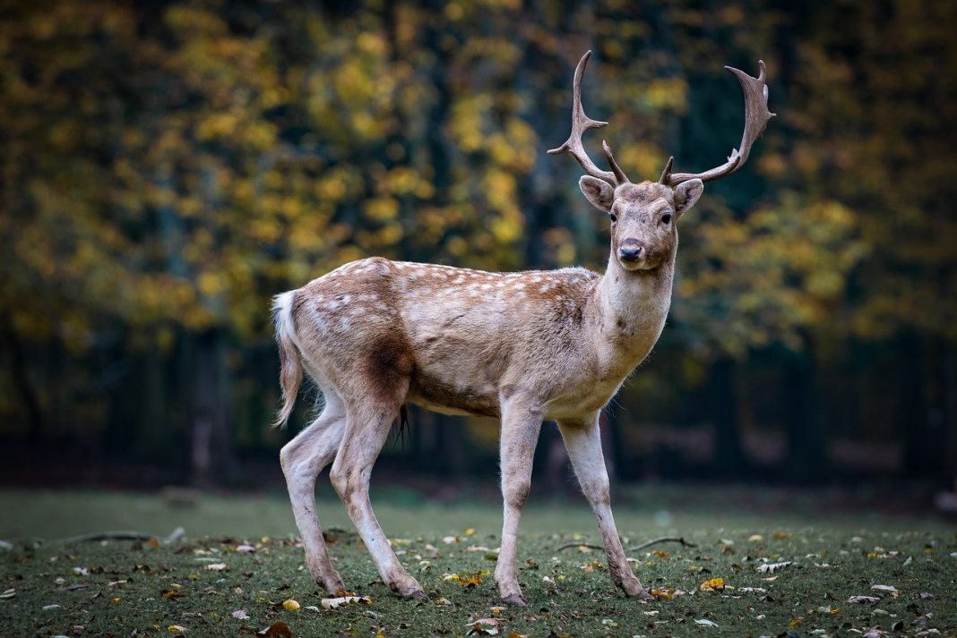Cerbul, un mamifer rumegător din familia Cervidae