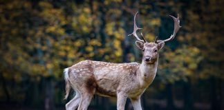 Cerbul, un mamifer rumegător din familia Cervidae
