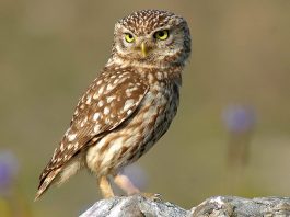 Cucuveaua (Athene noctua) sau huhurezul de stâncă - o pasăre prădătoare extrem de utilă