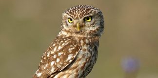 Cucuveaua (Athene noctua) sau huhurezul de stâncă - o pasăre prădătoare extrem de utilă