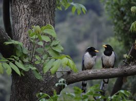 Cupluri monogame în lumea animalelor, află speciile în care partenerii sau împreună pe viața