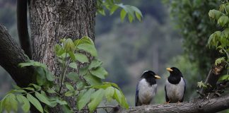 Cupluri monogame în lumea animalelor, află speciile în care partenerii sau împreună pe viața