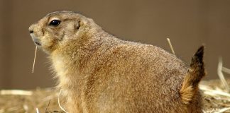 Câinele de preerie, un rozător robust ce trăiește în colonii