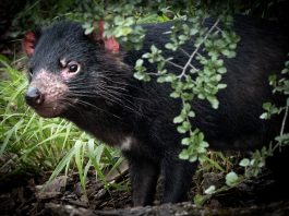 Diavolul Tasmanian, cel mai mare animal marsupial carnivor