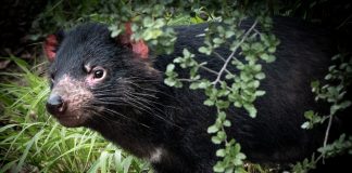Diavolul Tasmanian, cel mai mare animal marsupial carnivor