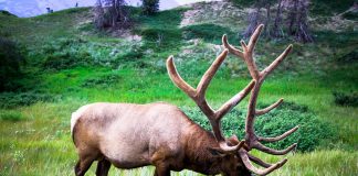 Elanul, uriașul pădurilor reci care duce o viață singuratică