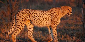 Ghepardul, animal venerat de egipteni