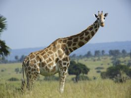 Girafa (Giraffa camelopardalis), cea mai mare rumegătoare a planetei