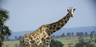 Girafa (Giraffa camelopardalis), cea mai mare rumegătoare a planetei