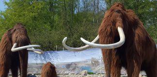 Grădina Zoologică Aalborg din Danemarca, una dintre cele mai mari rezervații naturale