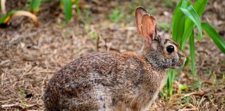 Iepurele sălbatic, un mamifer de talie mică vânat și în România