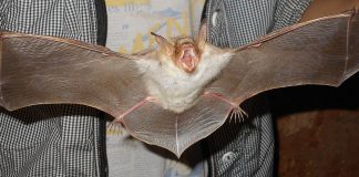 Liliacul, singurul mamifer zburător. Descoperă toate speciile