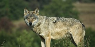 Lupul, specia Lupus canis, un vânător nocturn excelent