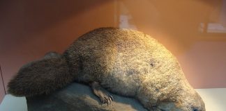 Ornithorhyncus anatinus