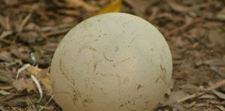 Oul de ștruț, vezi câtă atenție necesită