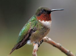 Pasărea Colibri, cea mai mică pasăre din lume