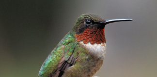 Pasărea Colibri, cea mai mică pasăre din lume