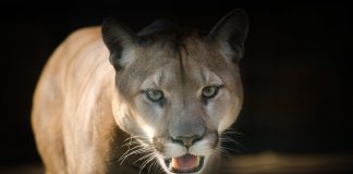 Puma, un mamifer din familia felinelor pe cale de dispariție