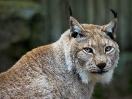 Râsul (Lynx lynx), animal carnivor și teritorial din familia Felidae