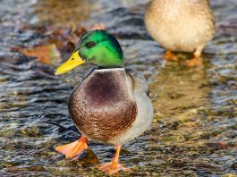 Rața sălbatică, o pasăre de apă din familia Anatidae