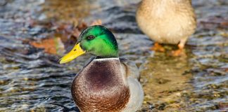 Rața sălbatică, o pasăre de apă din familia Anatidae