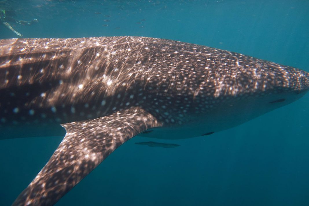Rechinul balenă (Rhincodon typus), o specie veche de peste 16 metri