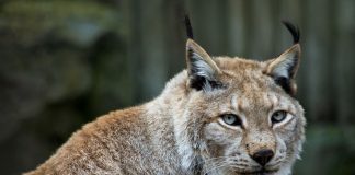 Râsul (Lynx lynx), animal carnivor și teritorial din familia Felidae